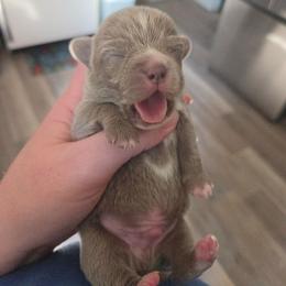 Myers - Chocolate blue male Chihuahua puppy in Ashtabula, Ohio from Paw's & Awe's Chihuahuas