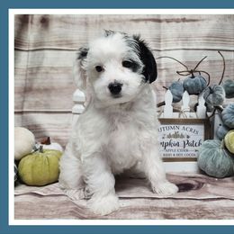 Gabbi - Parti female Schnoodle puppy in Lebanon, Missouri from Cedar Glades Canines