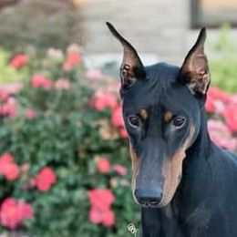 Doberman Pinschers and Rat Terriers from Sizzlin' Dobermans
