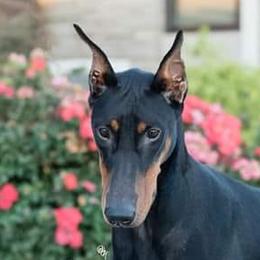 Doberman Pinschers and Rat Terriers from Sizzlin' Dobermans