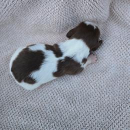 Tolberone - Chocolate and tan female Dachshund puppy in Great Falls, Montana from Green Dragon Kennel