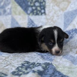 Ivan - Black and tan male Pembroke Welsh Corgi puppy in Hope, Arkansas from Foxy Knoll Farm