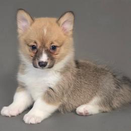 Cheyenne - Wild West Litter - White and red female Pembroke Welsh Corgi puppy in Lithia, Florida from Diamondcrest Inc