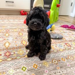 Kirby - Black male Cockapoo puppy in Beresford, South Dakota from DAKOTA DOOD RANCH