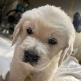 Mr Black - Light golden male Golden Retriever puppy in Grand Island, Nebraska from Loseke Family Retrievers