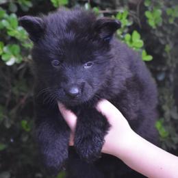 Orange Collar Black male - Black male German Shepherd puppy in Marianna, Florida from Haus M Godwin