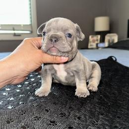 Brownie - Blue male French Bulldog puppy in Bolingbrook, Illinois from Flores Frenchies