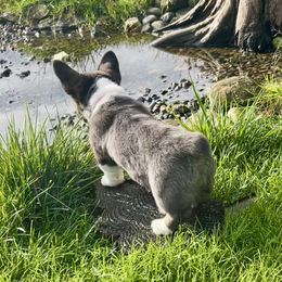 American Corgi Puppies from Patriot American Corgi