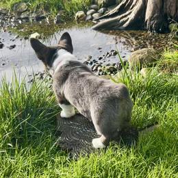 American Corgi Puppies from Patriot American Corgi