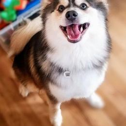 Meiko - Pomsky