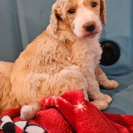 Bubbles(apricot) - Parti female Poodle puppy in Snowflake, Arizona from TaylorMade Standard Poodles