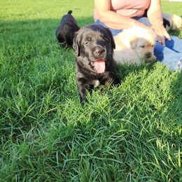 Boy 5 - Labrador Retriever puppy from AKC California Winterstrom Labradors