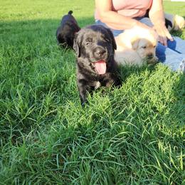 Boy 5 - Labrador Retriever puppy from AKC California Winterstrom Labradors