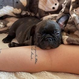 Female puppy 2 - Brindle female French Bulldog puppy in Riverside, California from Nancy Smith Woodcrest Frenchies