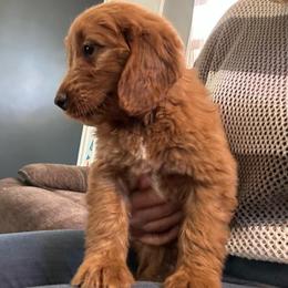 Hazelnut - Red  female Goldendoodle puppy in Warren, Michigan from Annette Patterson