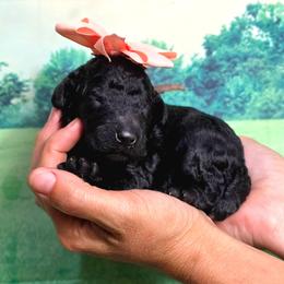 Popcorn - Black female Poodle puppy in Springfield, Oregon from Valaurah Farms