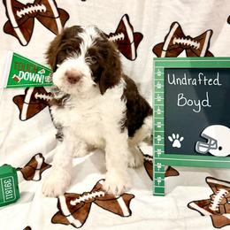 Boyd - male Golden Mountain Doodle puppy in Victoria, Texas from Deidre's Doodles