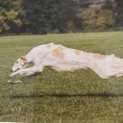 Sydney - Borzoi