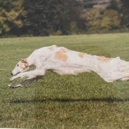 Sydney - Borzoi