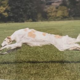 Sydney - Borzoi