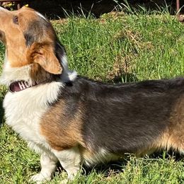 Rex - Pembroke Welsh Corgi