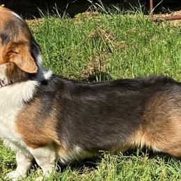 Rex - Pembroke Welsh Corgi