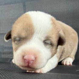 Red Merle - Red merle and white male American Corgi puppy in Pioneer, Michigan from Country Corners Corgis