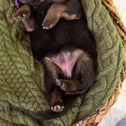 German Shepherd Puppies from Platz German Shepherds