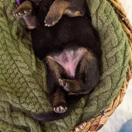 German Shepherd Puppies from Platz German Shepherds