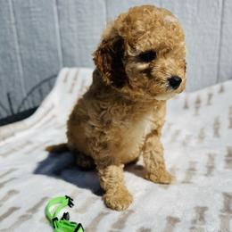 Lime  green - Red  female Goldendoodle puppy in Valdosta, Georgia from Fifth Day Farm