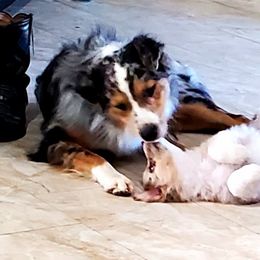 Australian Shepherd Puppies from Winsome Aussies