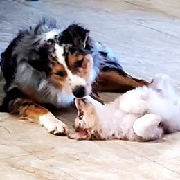 Australian Shepherd Puppies from Winsome Aussies