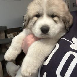 Dark Blue - White and badger male Great Pyrenees puppy in Bloomington, Illinois from Odyssey Great Pyrenees
