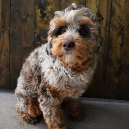 Banjo - Goldendoodle