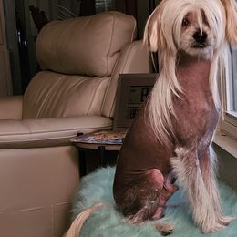 Harry - Chinese Crested