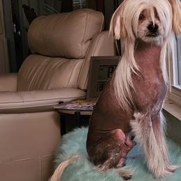 Harry - Chinese Crested