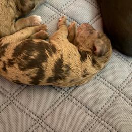 Jamaica - Merle female Cockapoo puppy in Lillington, North Carolina from Peace, Love, and Puppies at the Creek