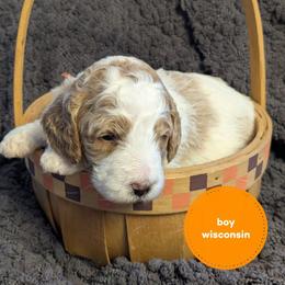 Wisconsin - Parti male Goldendoodle puppy in Cambridge, Minnesota from Country Meadow Doodles