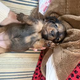 Clarice - Dapple female Dachshund puppy in Batavia, Illinois from Sandra's Dachshunds
