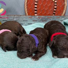 Gala - Chocolate female Labradoodle puppy in Bowman, Georgia from Companion Creek Farm