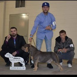 American Bully All Grown Up from LA Bully Cartel