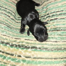 Dachshund Puppies from Mini Dachshund Loves