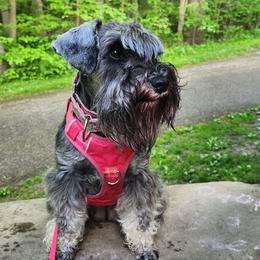 Morticia (Tish) - Miniature Schnauzer