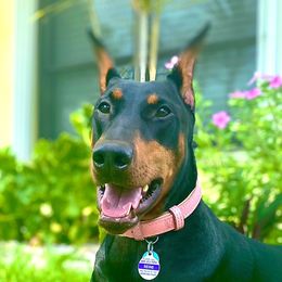 Reine - Doberman Pinscher