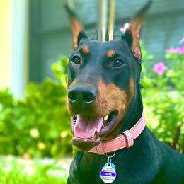 Reine - Doberman Pinscher
