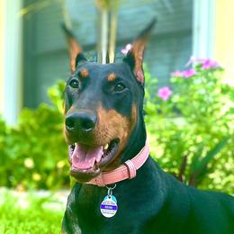 Reine - Doberman Pinscher