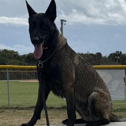 Belgian Malinois from VonSal Kennels