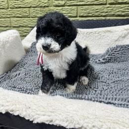 Garnet - Black and white female Bernedoodle puppy in Carmichaels, Pennsylvania from JensenBelle Doodles