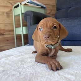 Speedwell-Grey Collar - Golden rust male Vizsla puppy in Dugspur, Virginia from Pilgrims Trails Shorthairs