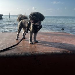 Shih Tzu Puppies from LaDawn’s Little Lions